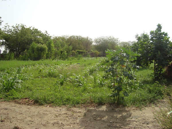 napier grass survived the summer
